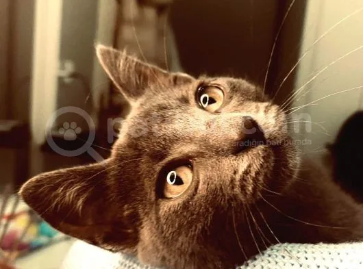 4 Aylik Russian Blue