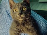 4 Aylik Russian Blue