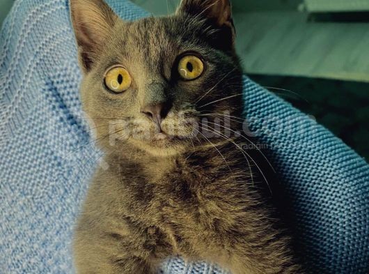 4 Aylik Russian Blue görsel
