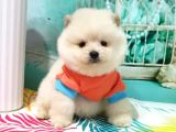 Pomerian Boo