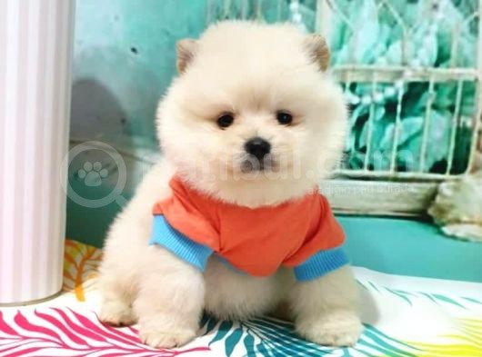 Pomerian Boo görsel