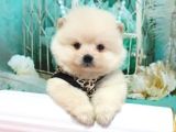 Pomerian Boo