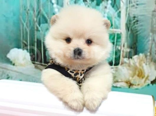 Pomerian Boo görsel