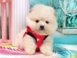 Pomerian Boo