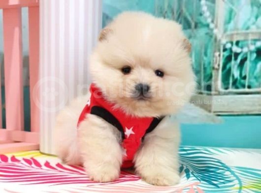 Pomerian Boo görsel