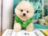 Pomerian Boo