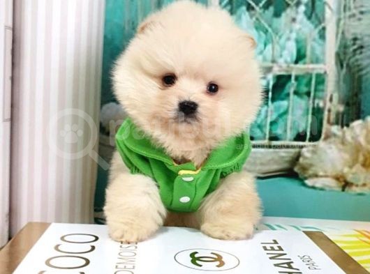 Pomerian Boo görsel