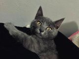 4 Aylik Russian Blue