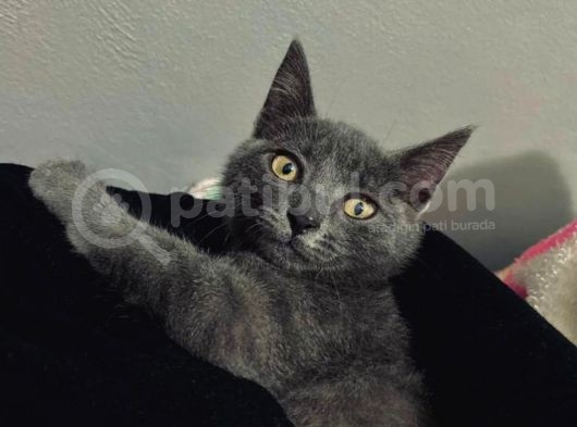 4 Aylik Russian Blue görsel