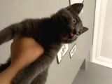 4 Aylik Russian Blue