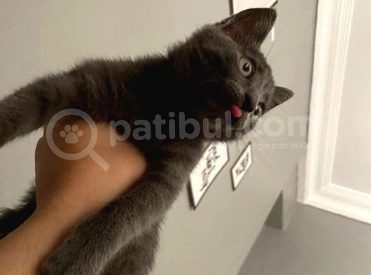 4 Aylik Russian Blue görsel