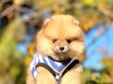 Pomerian Boo