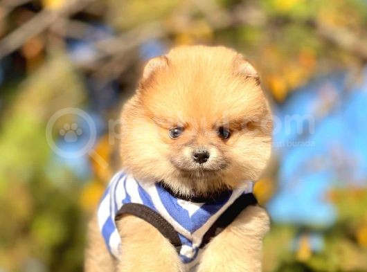Pomerian Boo görsel
