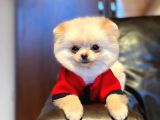 Pomerian Boo