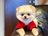 Pomerian Boo