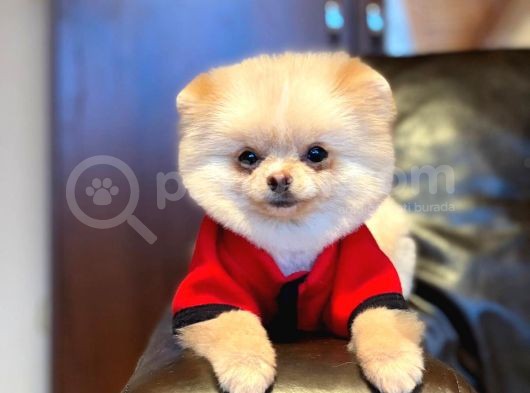 Pomerian Boo görsel
