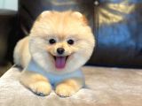 Pomerian Boo