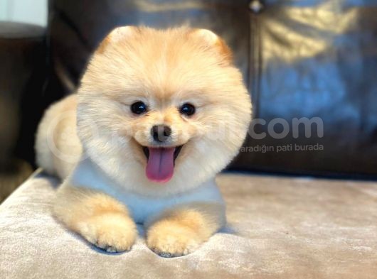 Pomerian Boo görsel
