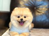 Pomerian Boo