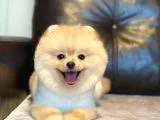 Pomerian boo