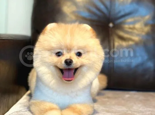 Pomerian Boo