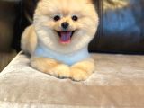 Pomerian Boo