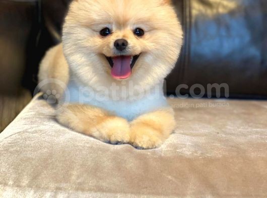 Pomerian Boo görsel
