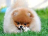 Pomeranian Boo Yavruları
