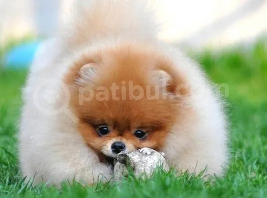 Pomeranian Boo Yavruları