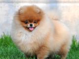 Pomeranian Boo Yavruları