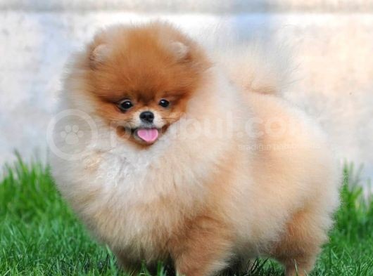 Pomeranian Boo Yavruları görsel
