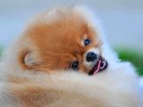 Pomeranian Boo Yavruları