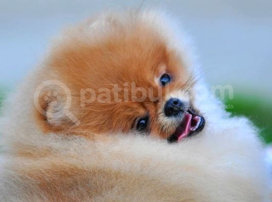 Pomeranian Boo Yavruları görsel