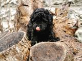 Siyah İnci Toy Poodle