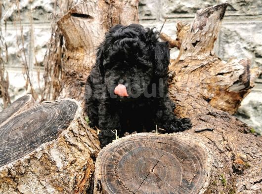 Siyah İnci Toy Poodle görsel