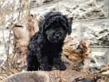 Siyah İnci Toy Poodle
