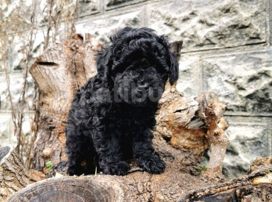 Siyah İnci Toy Poodle görsel