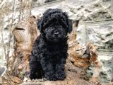 Siyah İnci Toy Poodle