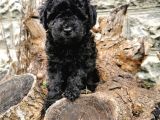 Siyah İnci Toy Poodle