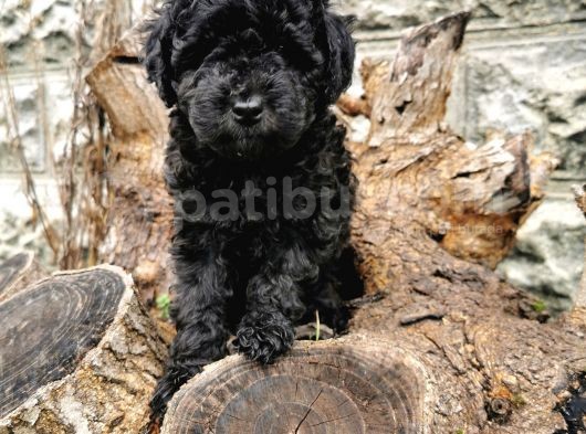 Siyah İnci Toy Poodle görsel