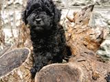 Siyah İnci Toy Poodle