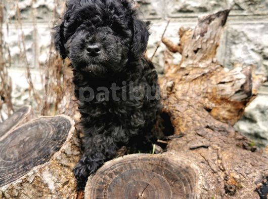 Siyah İnci Toy Poodle görsel