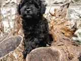 Siyah İnci Toy Poodle
