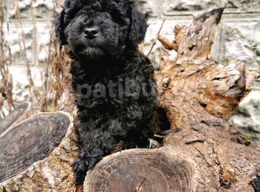 Siyah İnci Toy Poodle görsel