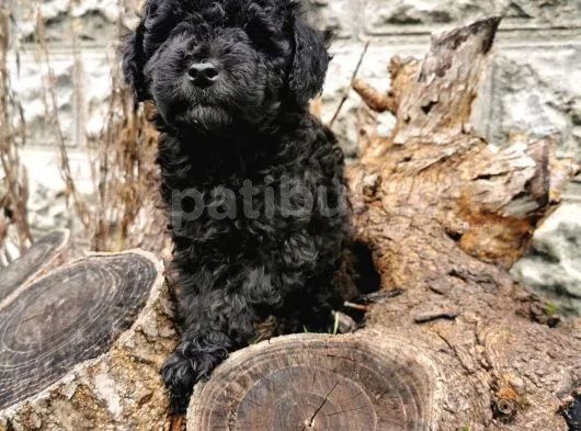 Siyah İnci Toy Poodle