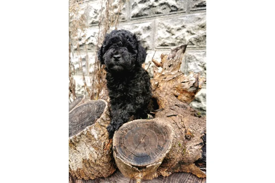 Siyah İnci Toy Poodle