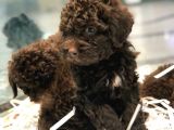 Poodletoy