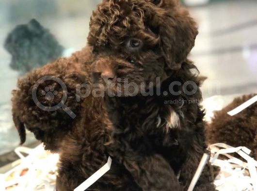 Poodletoy görsel