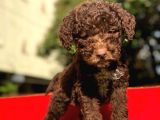 Poodletoy