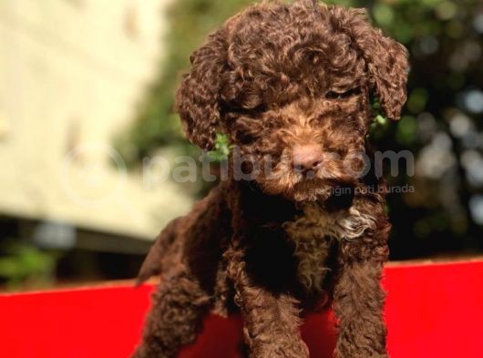 Poodletoy görsel